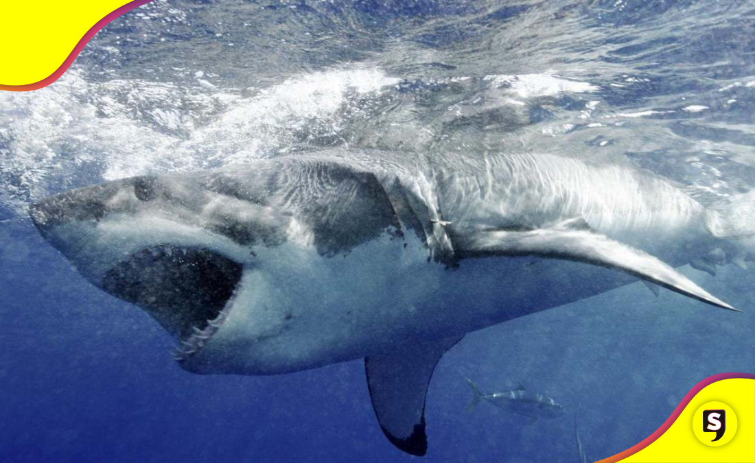 tiburón