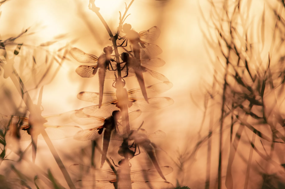 fotografía silvestre