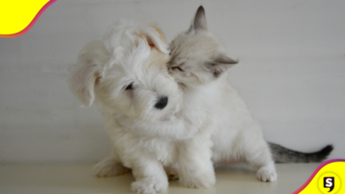 ¡Oww! Los gatitos pueden ser tu mejor apoyo emocional.