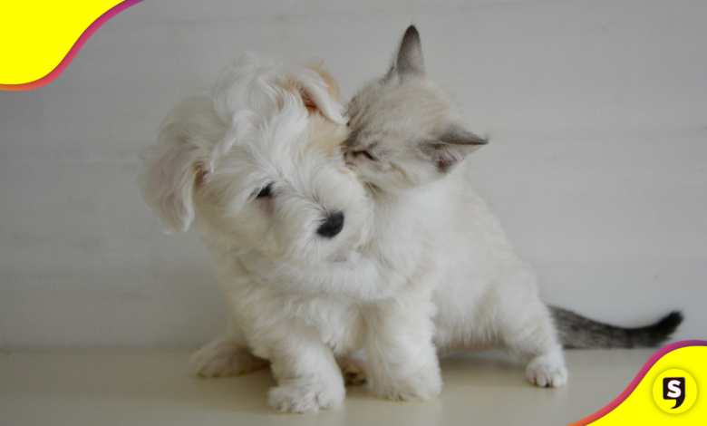 ¡Oww! Los gatitos pueden ser tu mejor apoyo emocional.