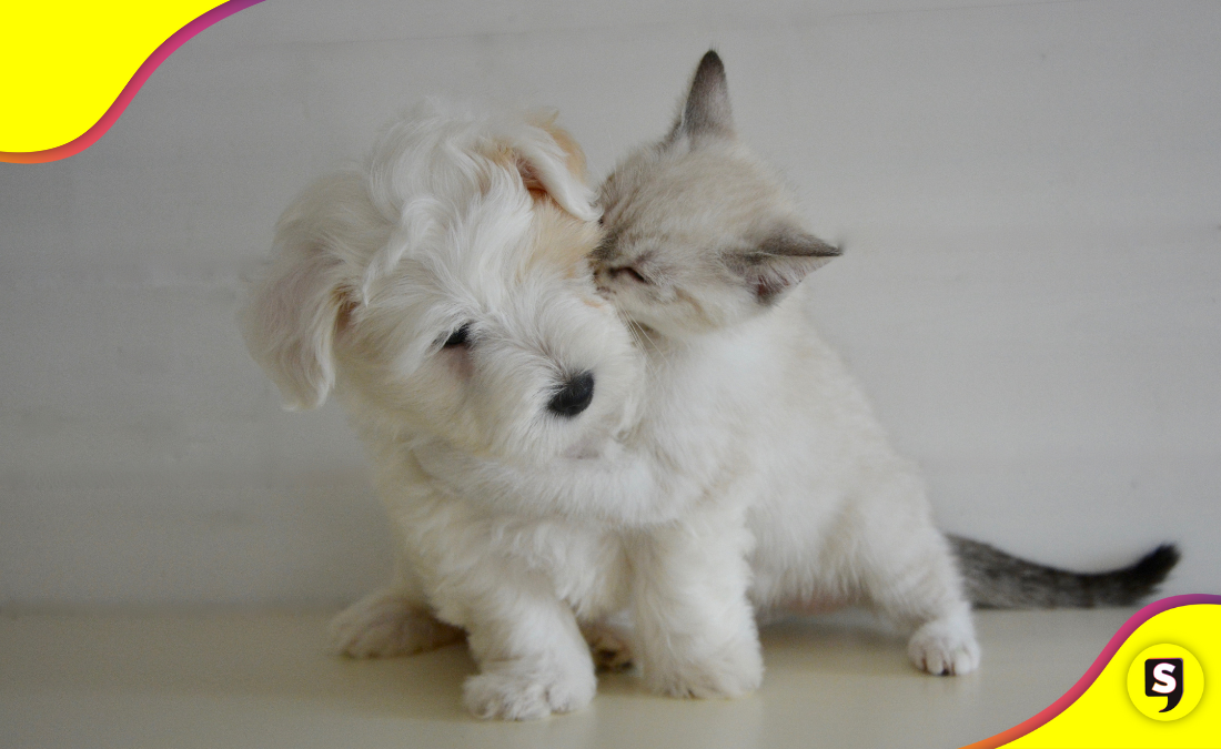 ¡Oww! Los gatitos pueden ser tu mejor apoyo emocional.