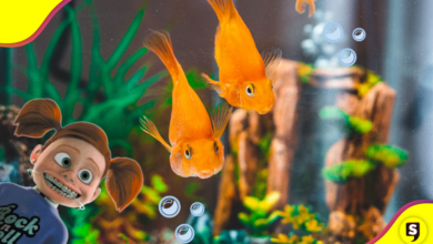 ¡Amigo del agua! Animales acuáticos que podrían ser tu mascota ideal.