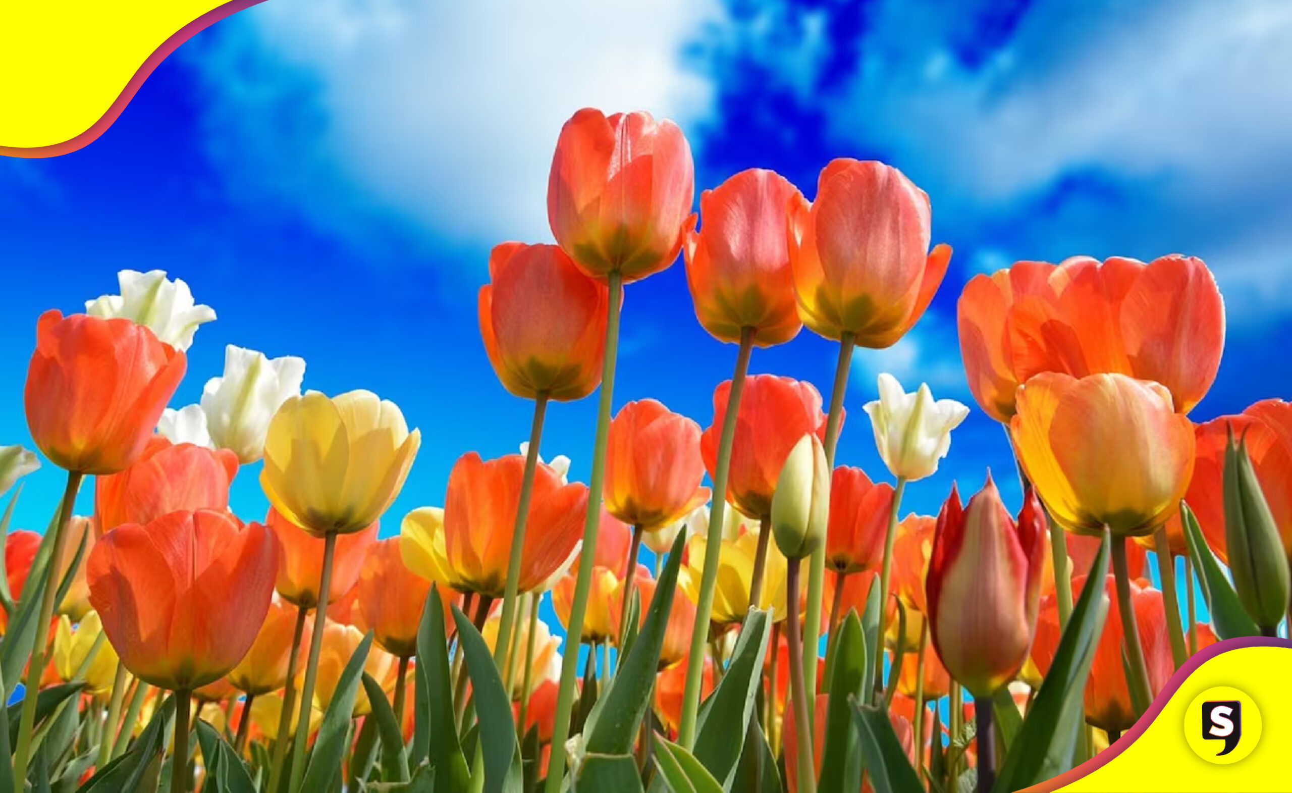 Primavera felicidad