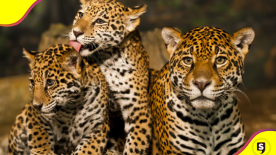 animales