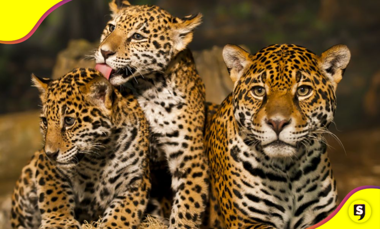 animales