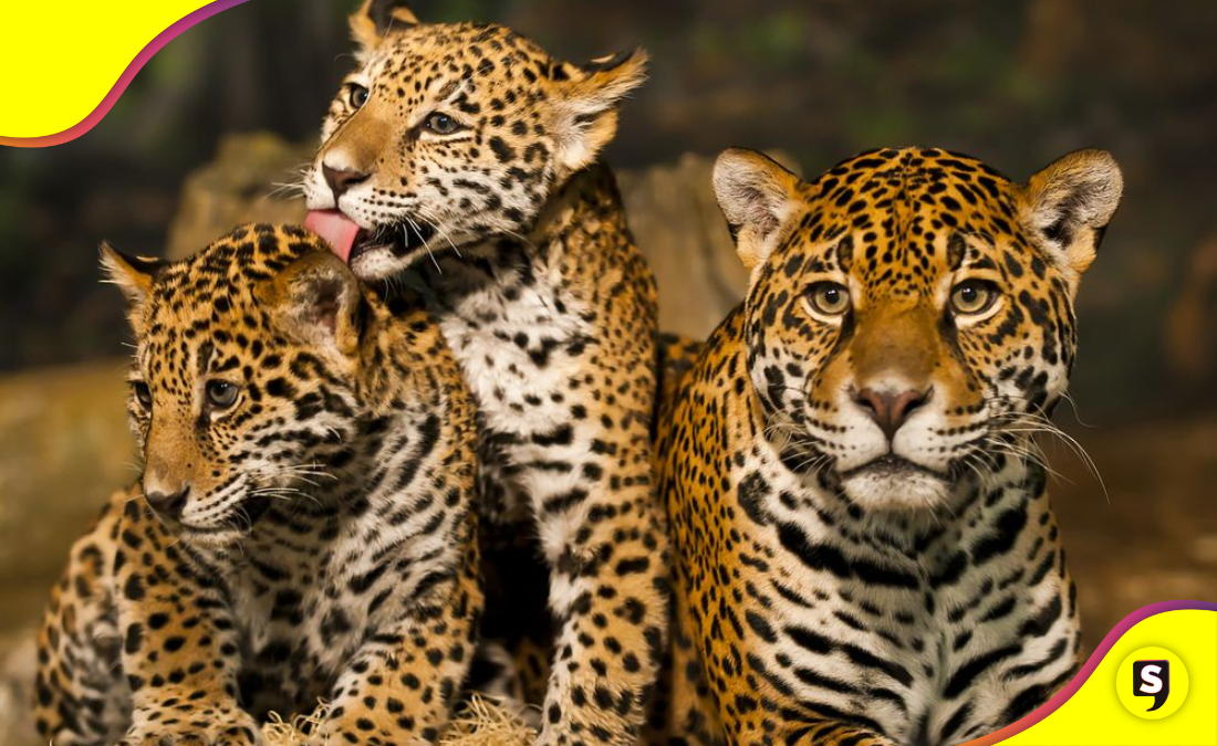 animales