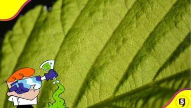 ¿Bueno o malo? Delicia verde debajo de la lupa.