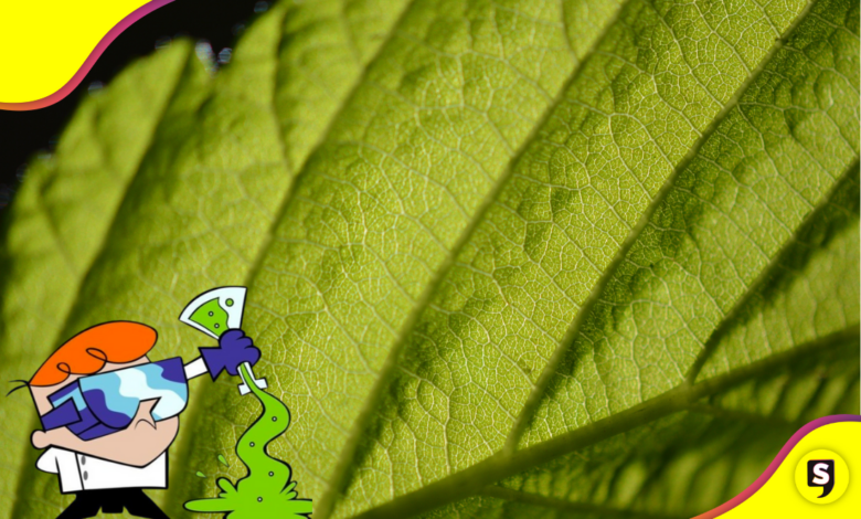 ¿Bueno o malo? Delicia verde debajo de la lupa.