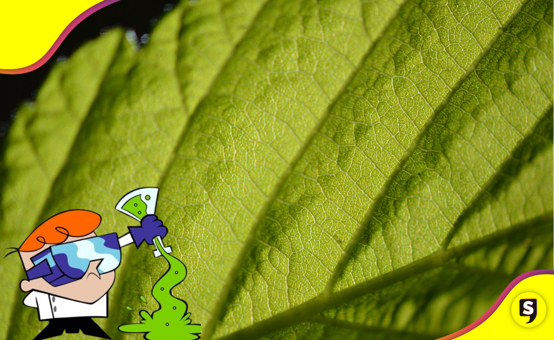 ¿Bueno o malo? Delicia verde debajo de la lupa.