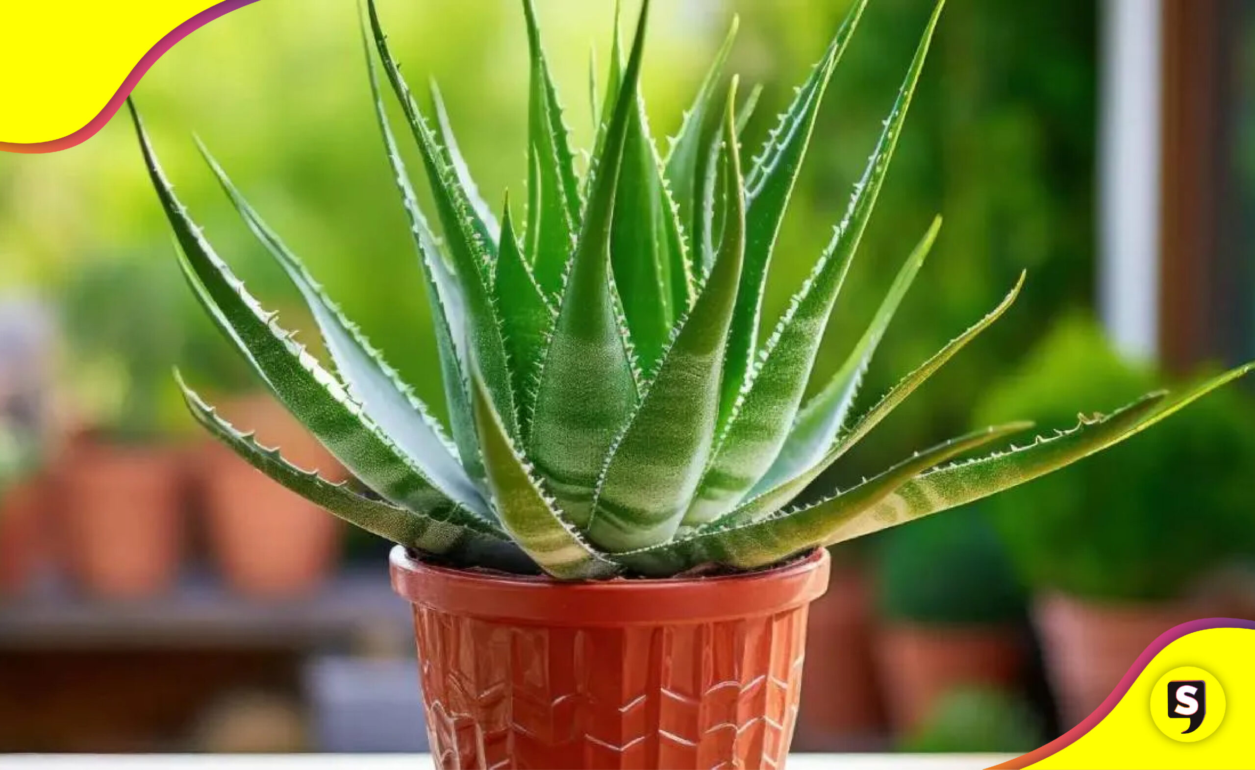 Feng Shui aloe vera
