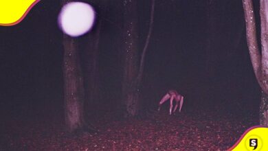Perros skinwalkers