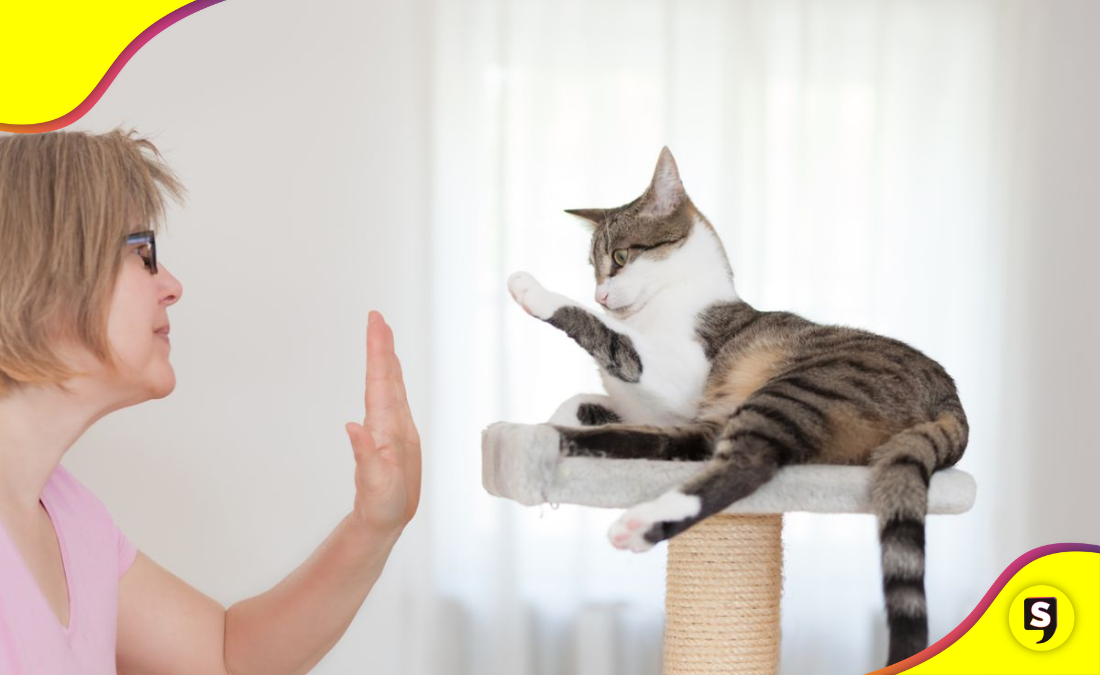 gato