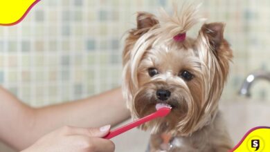 perrito pasta dental casera