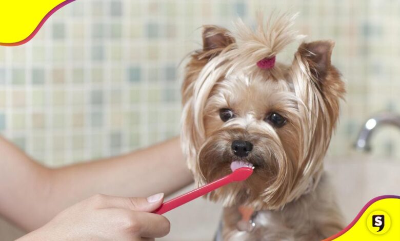 perrito pasta dental casera