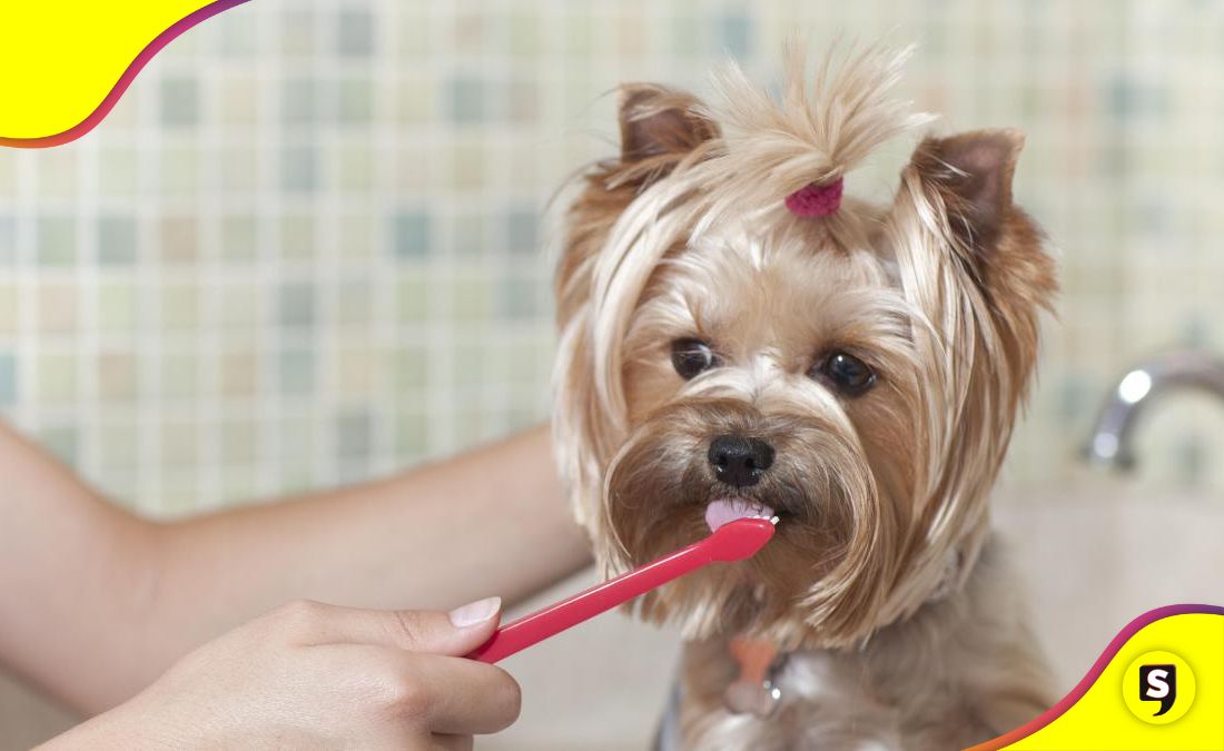 perrito pasta dental casera