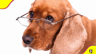 perrito