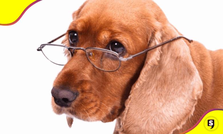 perrito