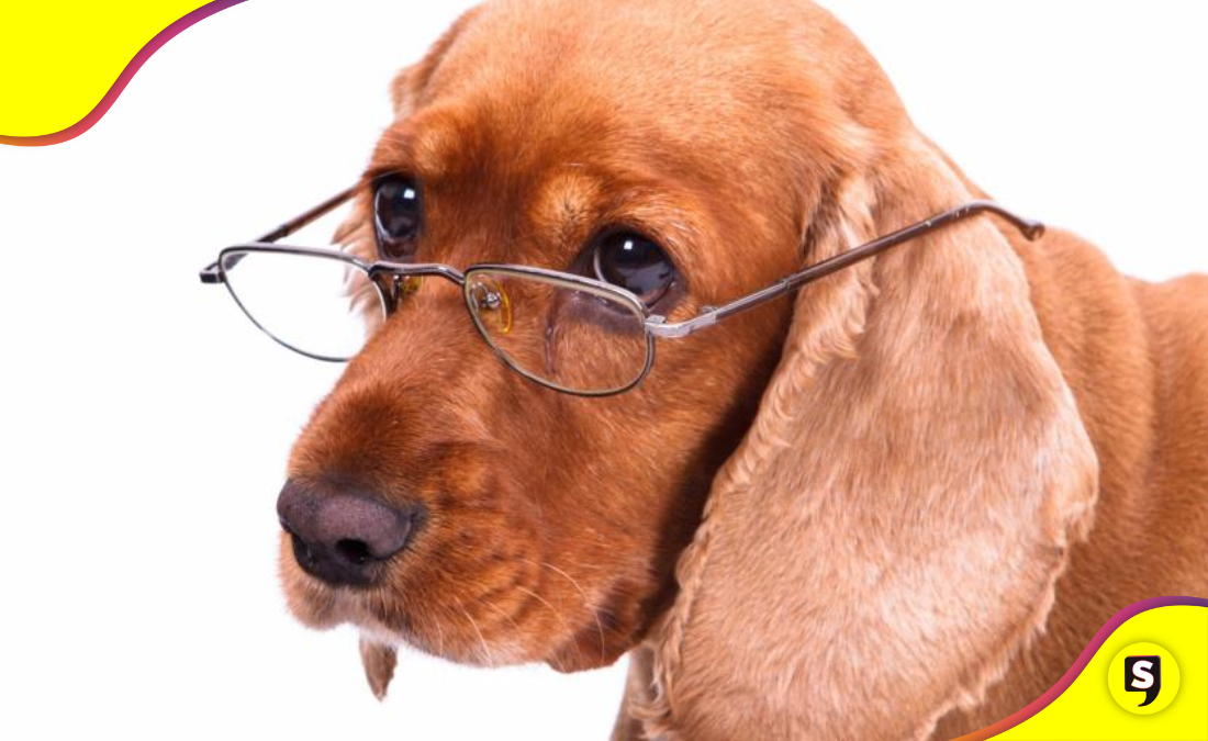 perrito