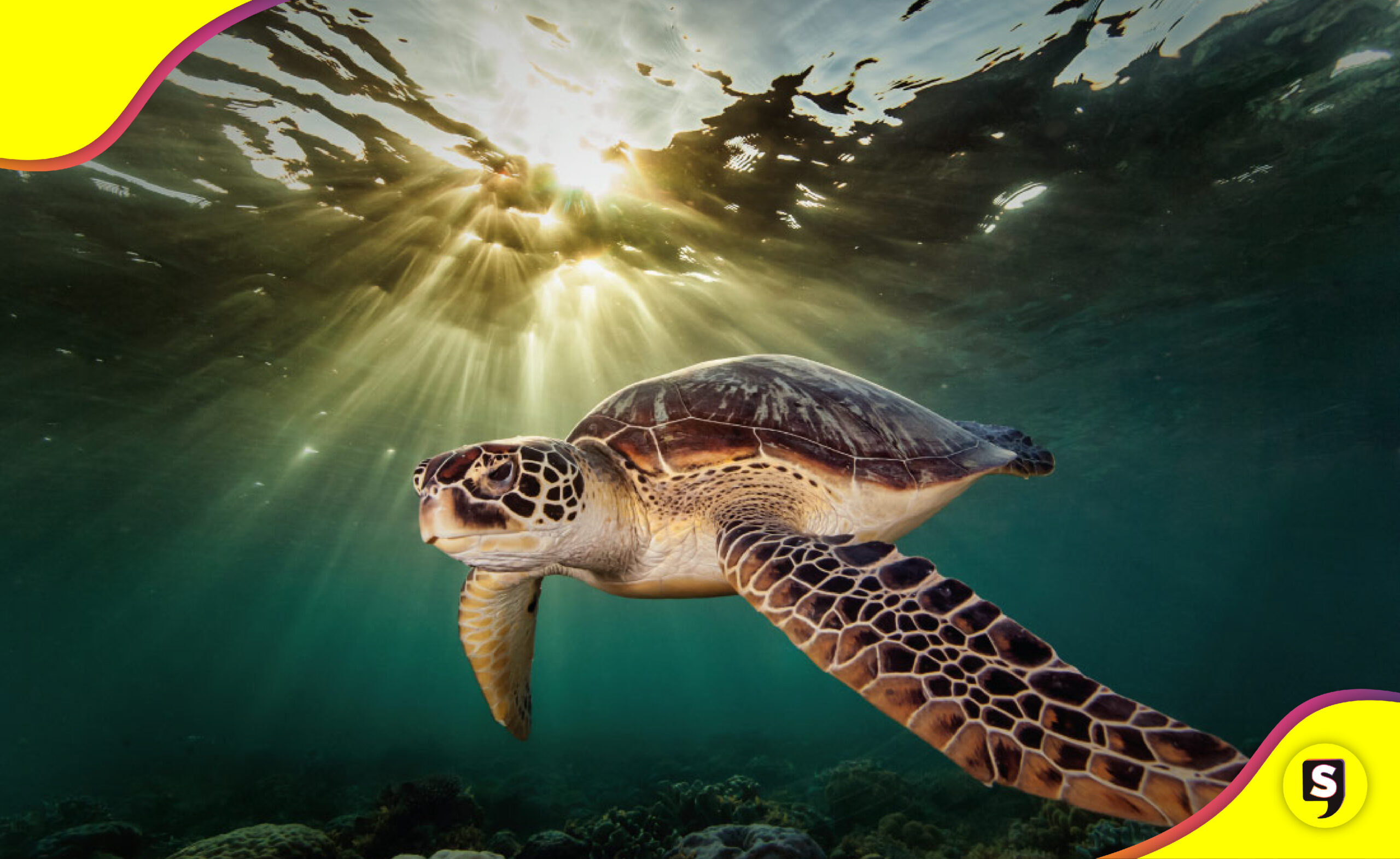 tortugas marinas recuperación