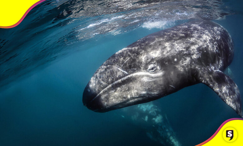 91 ballenas Pacífico mexicano