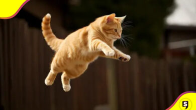 Gato récord salto