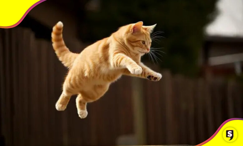 Gato récord salto