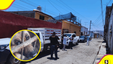 Autoridades rescatan a dos perritas víctimas de maltrato animal en Tulancingo