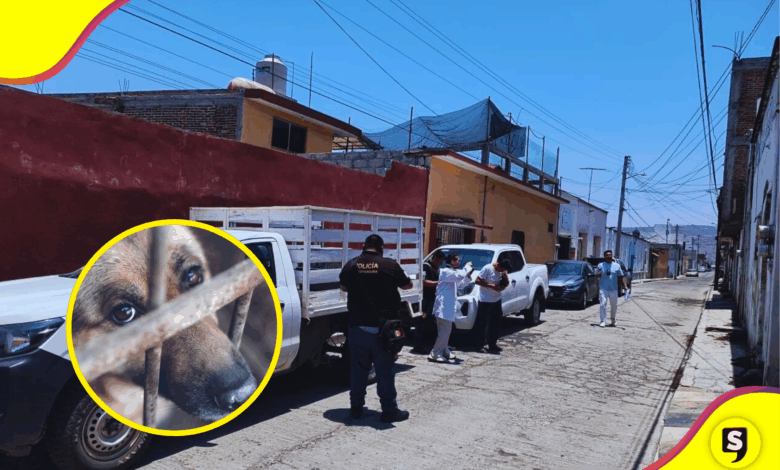 Autoridades rescatan a dos perritas víctimas de maltrato animal en Tulancingo