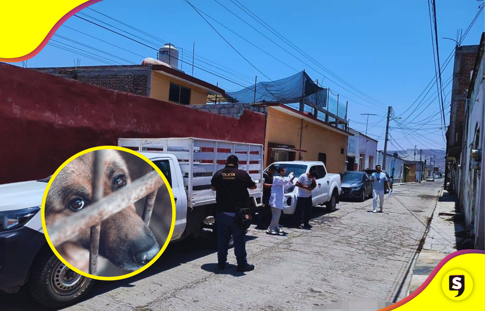 Autoridades rescatan a dos perritas víctimas de maltrato animal en Tulancingo