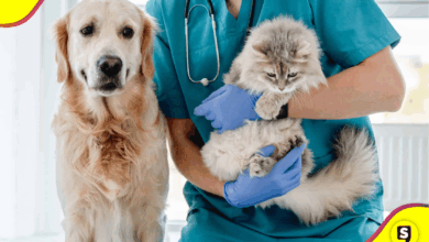 Jornadas de esterilización en Tulancingo continúan todo mayo