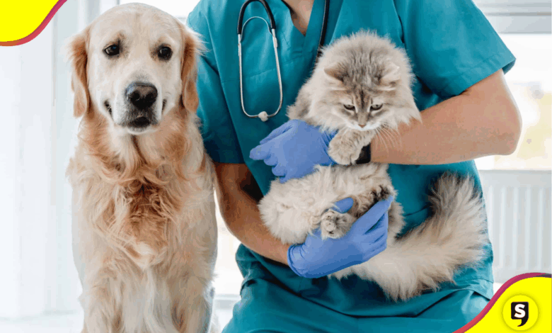 Jornadas de esterilización en Tulancingo continúan todo mayo