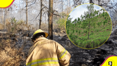 Bomberos controlan incendio forestal en Santiago Tulantepec