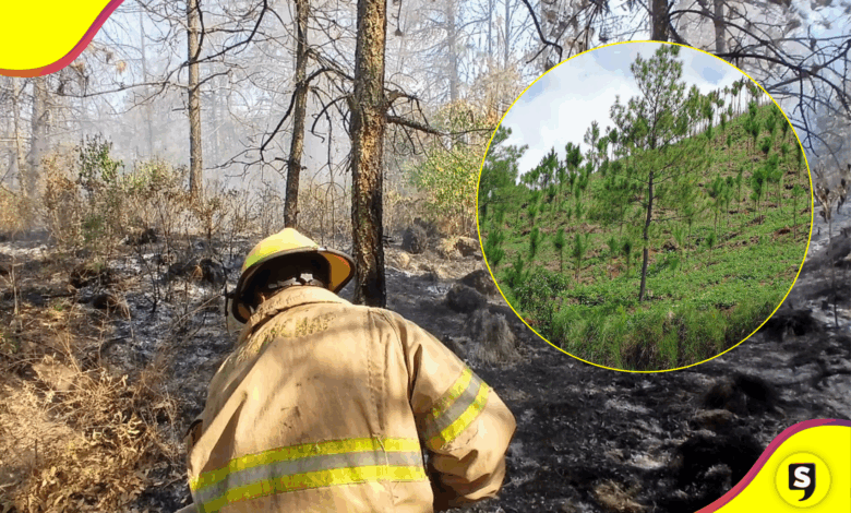 Bomberos controlan incendio forestal en Santiago Tulantepec