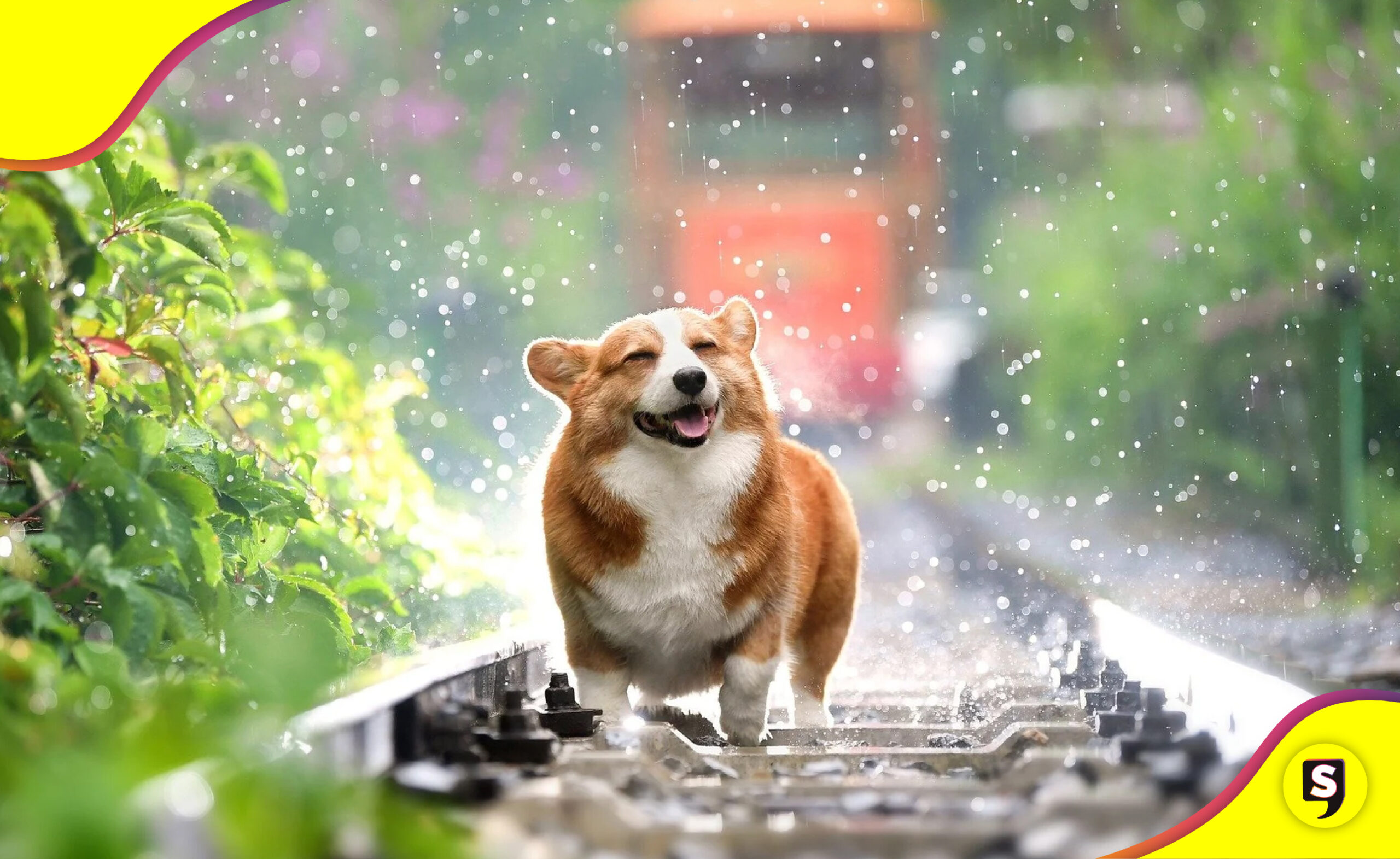 Tips mascotas del calorón