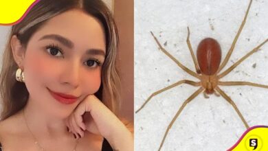 araña violinista negligencia del IMSS