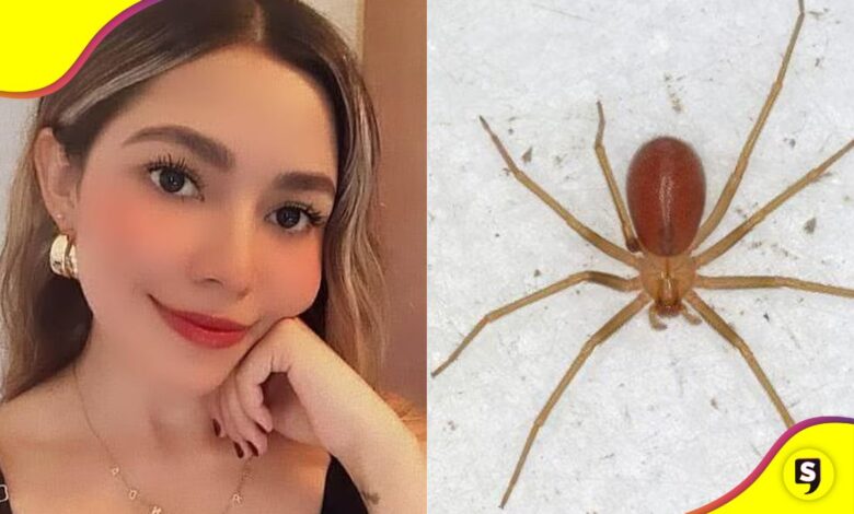 araña violinista negligencia del IMSS