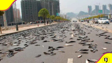 lluvia de peces en Honduras