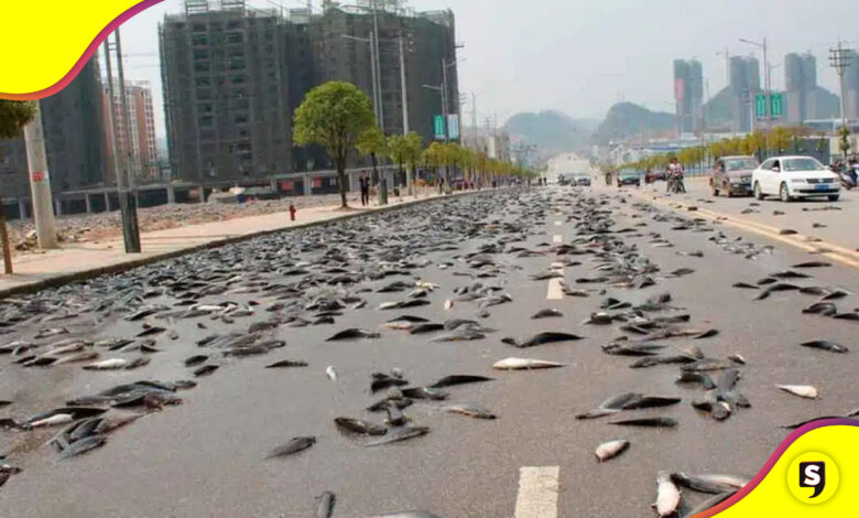 lluvia de peces en Honduras
