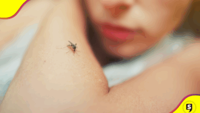 mosquitos