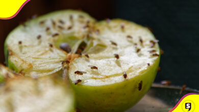 tips mosquitos en la fruta