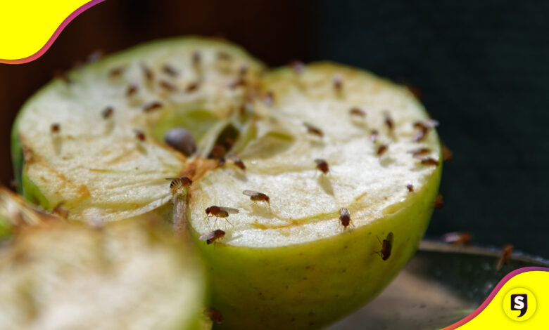 tips mosquitos en la fruta