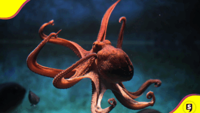 Animales con superpoderes