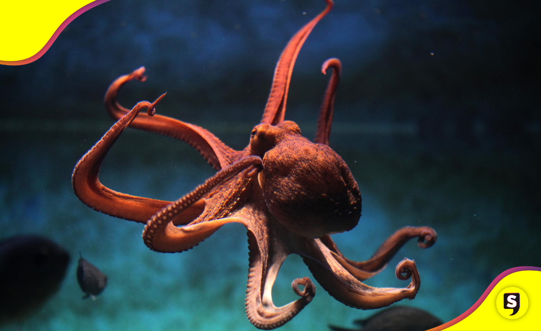 Animales con superpoderes