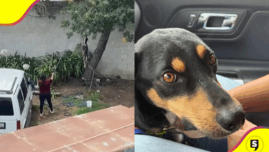 Hidalgo avanza en la lucha contra maltrato animal