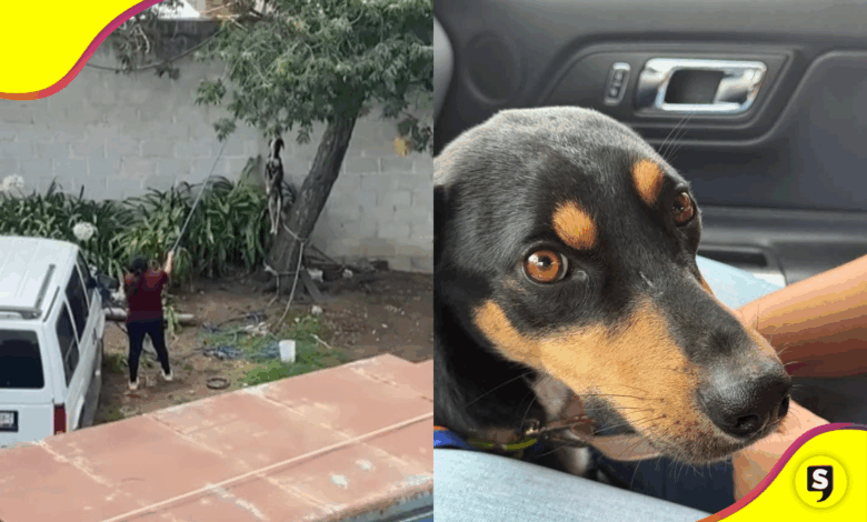 Hidalgo avanza en la lucha contra maltrato animal