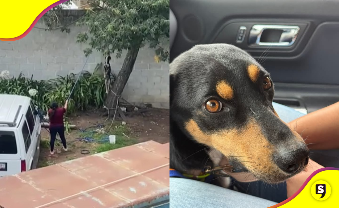 Hidalgo avanza en la lucha contra maltrato animal