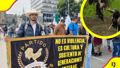 Defienden peleas de gallos como tradición cultural mexicana