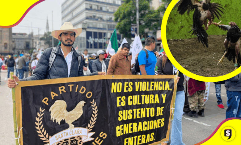 Defienden peleas de gallos como tradición cultural mexicana