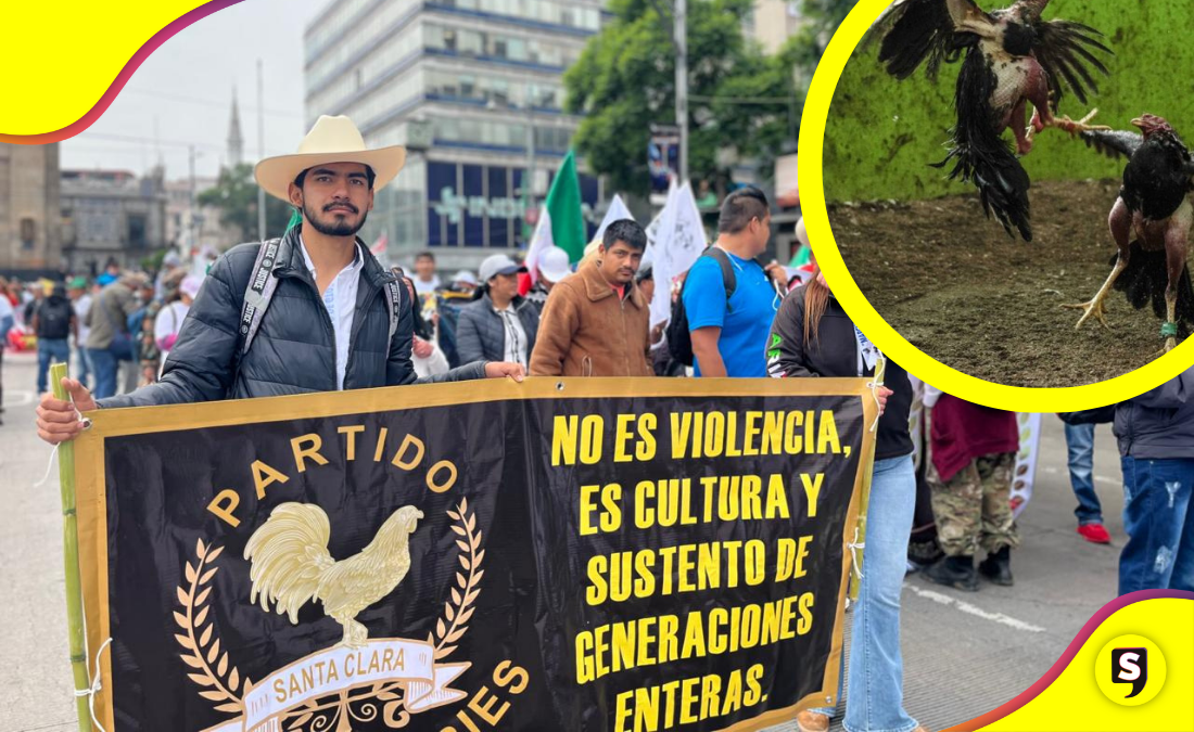 Defienden peleas de gallos como tradición cultural mexicana