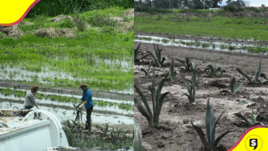 Campo de Tulancingo sufre por lluvias intensas